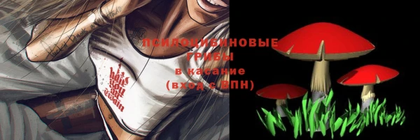 хмурый Аркадак