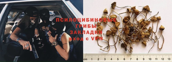 хмурый Аркадак